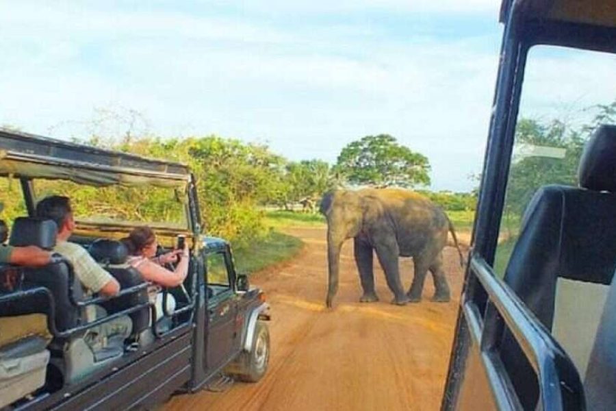 Yala Safari – Private Tour