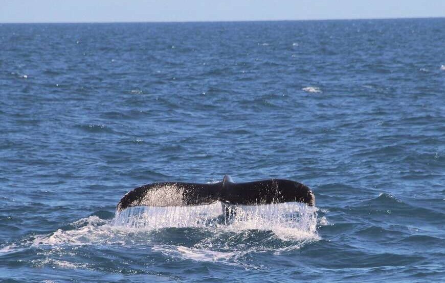 3 NIGHTS BEST OF THE SOUTH CRUISE