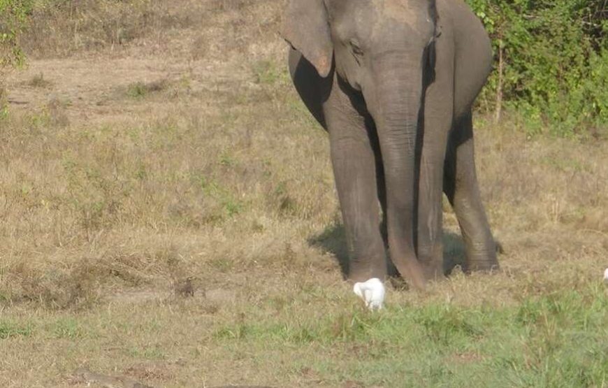 Ath Mankada safari Tours – 5  Hours