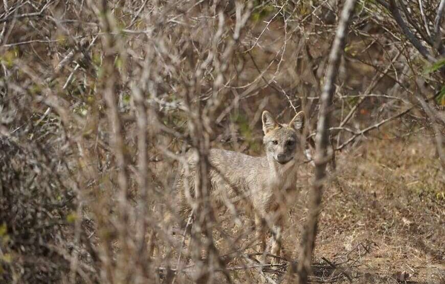 Ceylon Safari – Full Day – Yala National Park