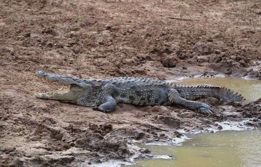 Ceylon Safari – Full Day – Yala National Park