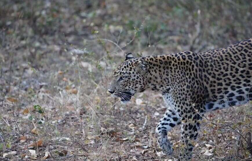 Ceylon Safari – 7 Hours – Yala National Park