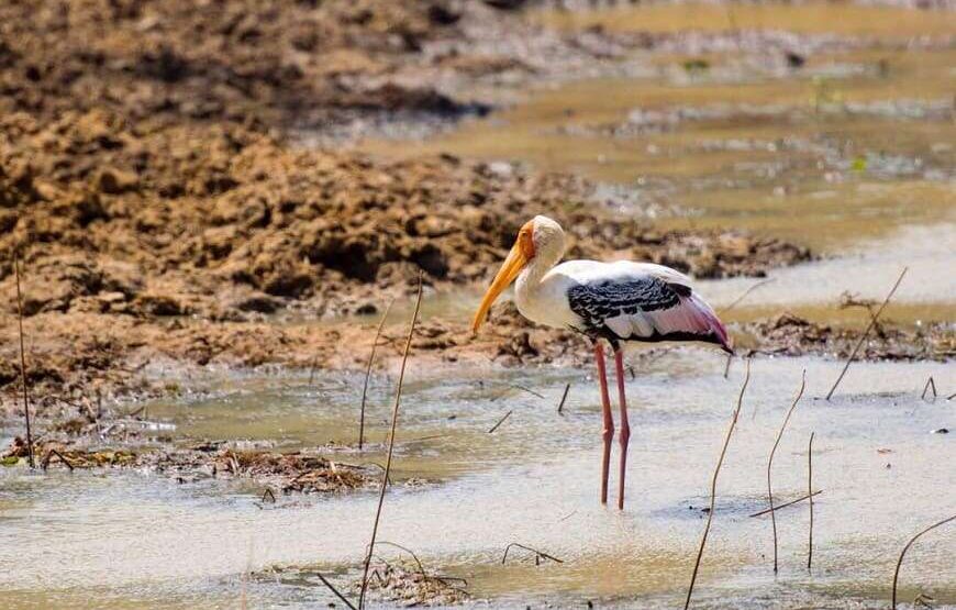 Ceylon Safari – Full Day – Yala National Park