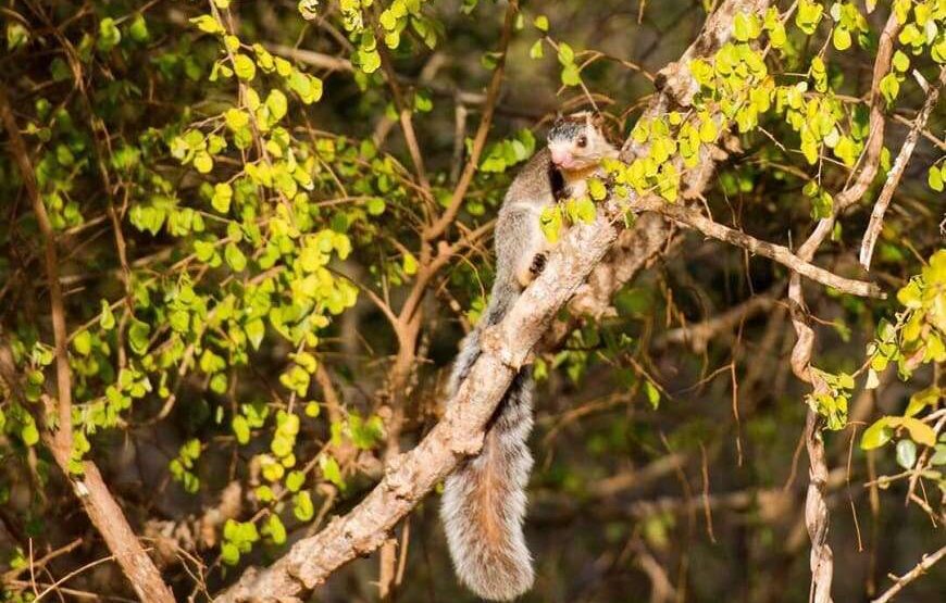 Ceylon Safari – Full Day – Yala National Park