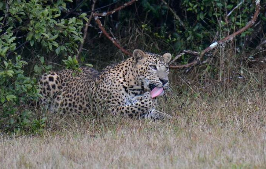 Round tour with Sri Lanka’s Top National Tour Guide: ELION GUNAWARDENA.