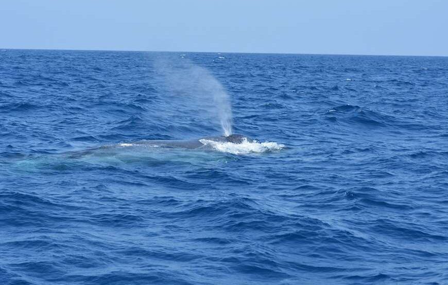 Round tour with Sri Lanka’s Top National Tour Guide: ELION GUNAWARDENA.