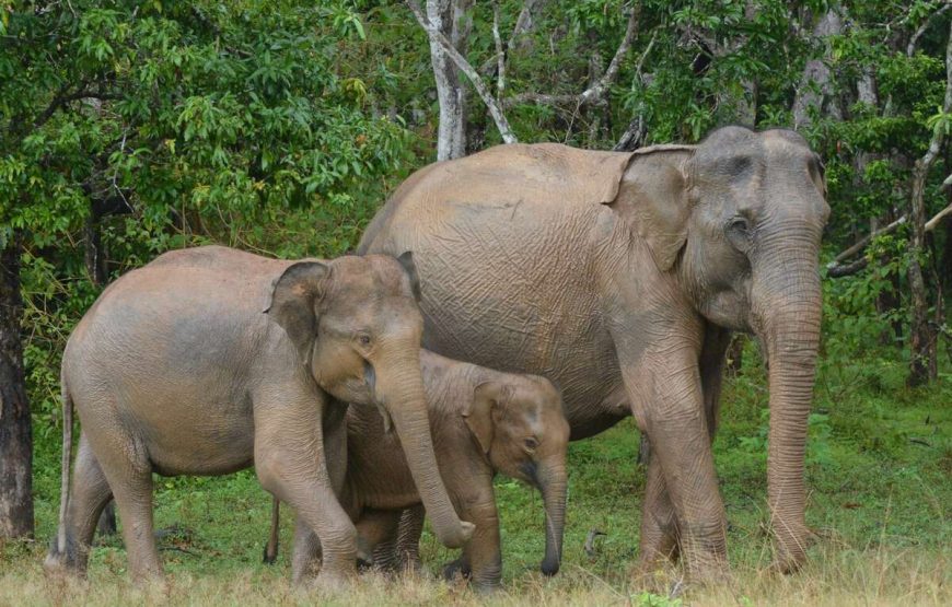 Round tour with Sri Lanka’s Top National Tour Guide: ELION GUNAWARDENA.