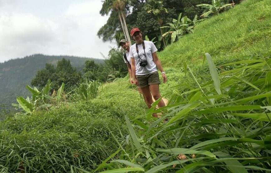 Day Trekking  in Knuckles Mountains Base Trek