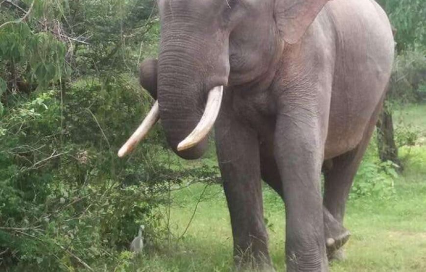 Dineth Safari – 7 Hours