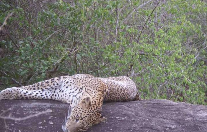 Wildlife Safari Tour