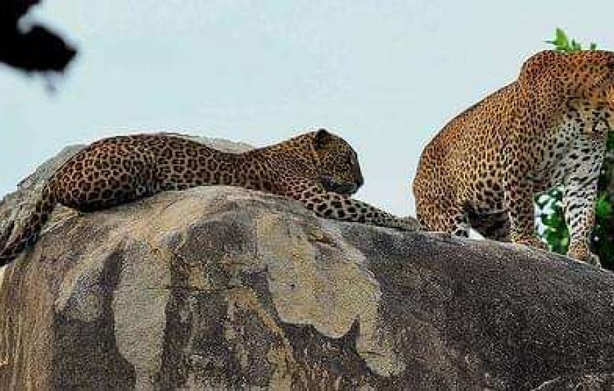 Wildlife Safari Tour