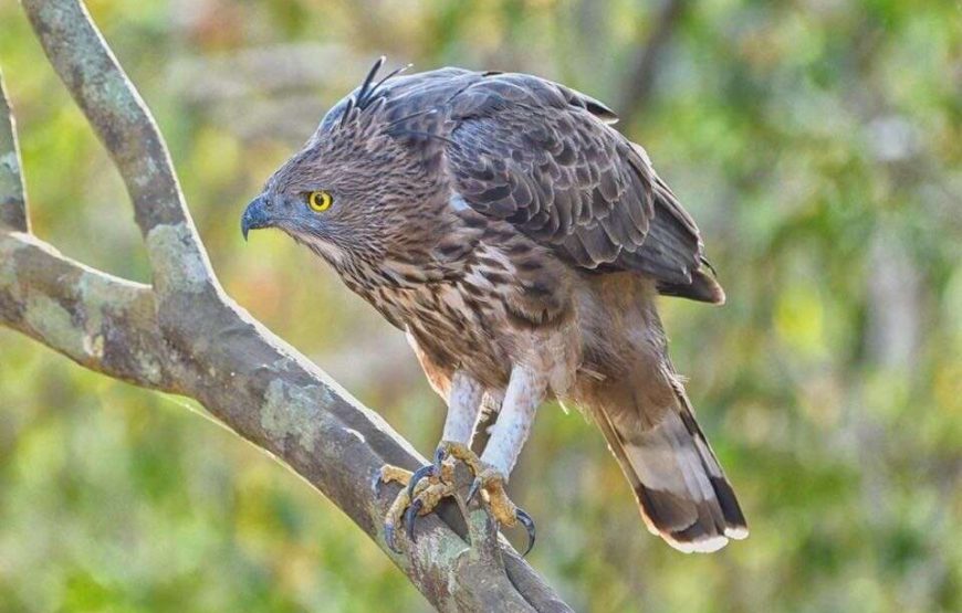 Foxtrail Wilpattu Safari – 5 Hours