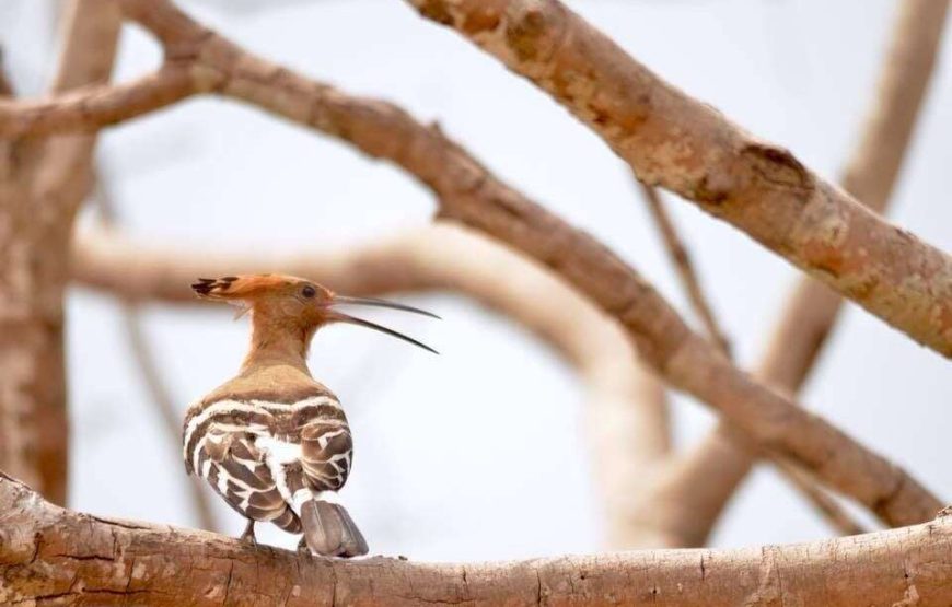 Foxtrail Wilpattu Safari – 5 Hours