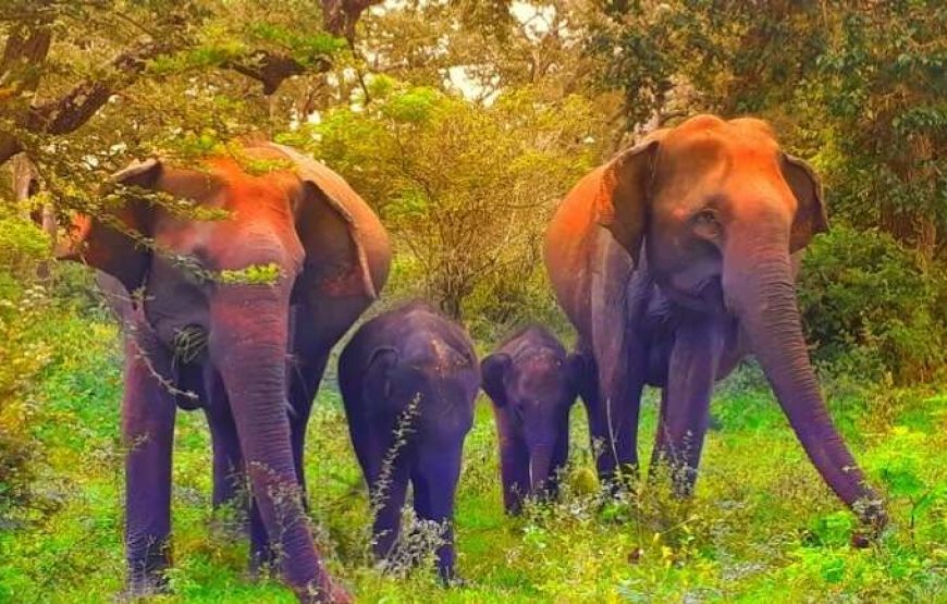 MULTI DAY TOUR – 7 DAYS