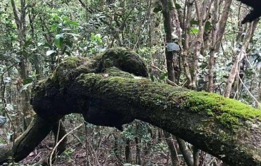 Hanthana Camping Experience