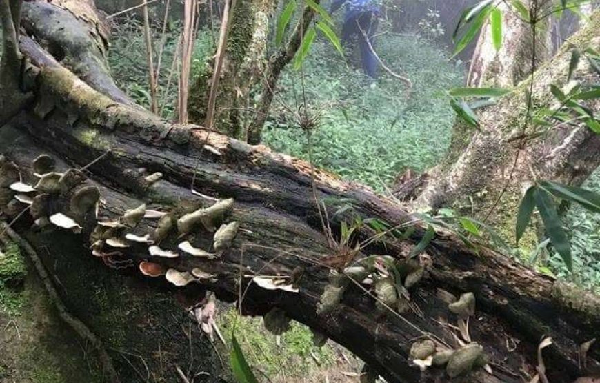 Hanthana Camping Experience