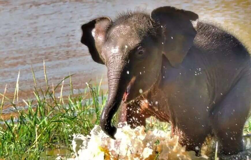 Yala National Park – Safari Tour – 5 Hours