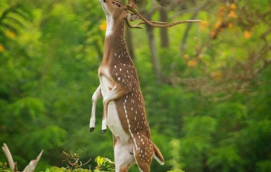 Yala National Park – Safari Tour – 5 Hours