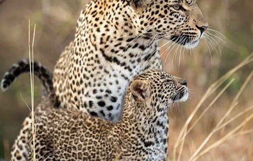 Yala National Park – Safari Tour – 5 Hours