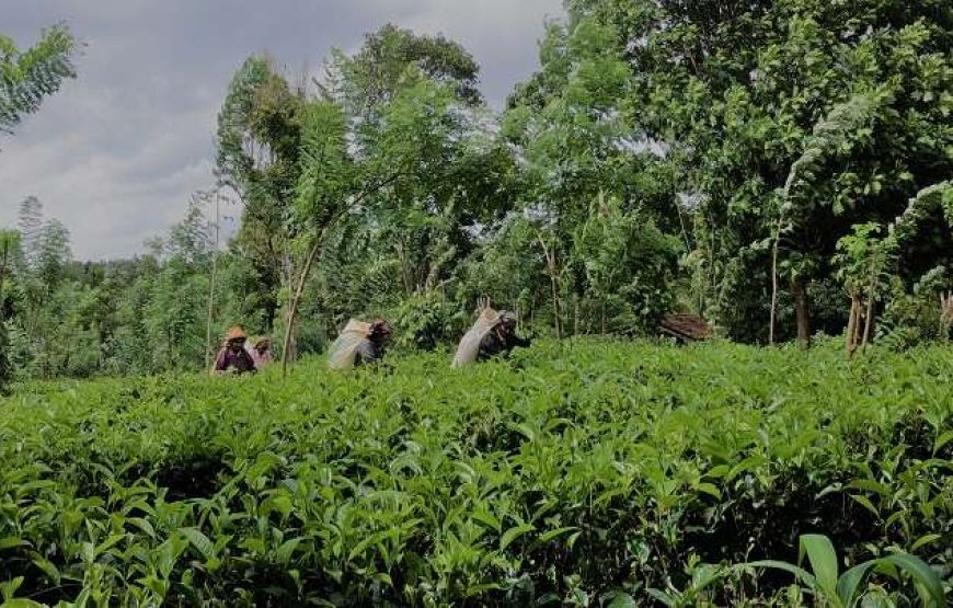 1 Night Camping and 2 Days Hiking tour