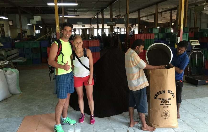 Greenwood Tea Factory Tour