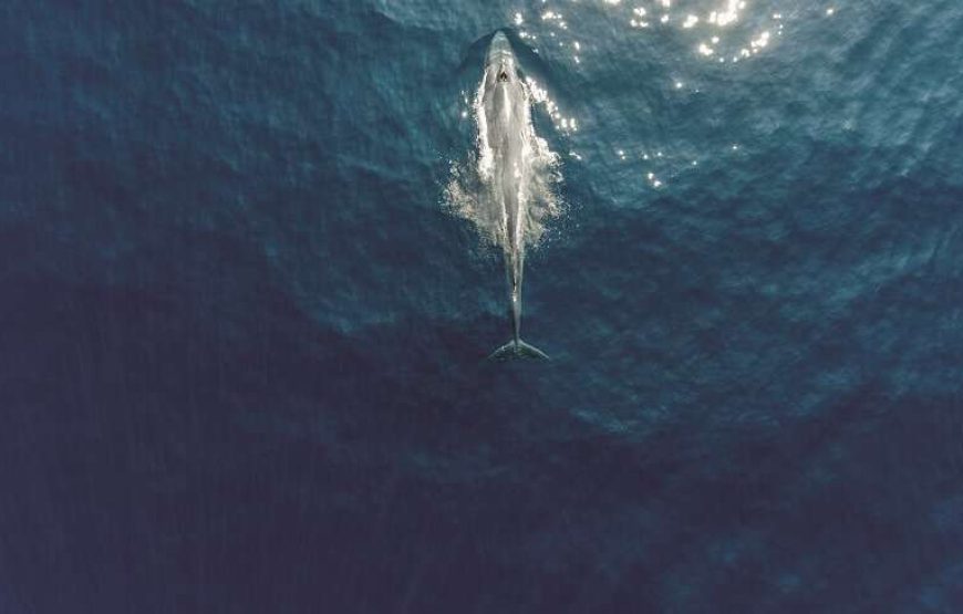 2 NIGHTS WELIGAMA WHALE CRUISE