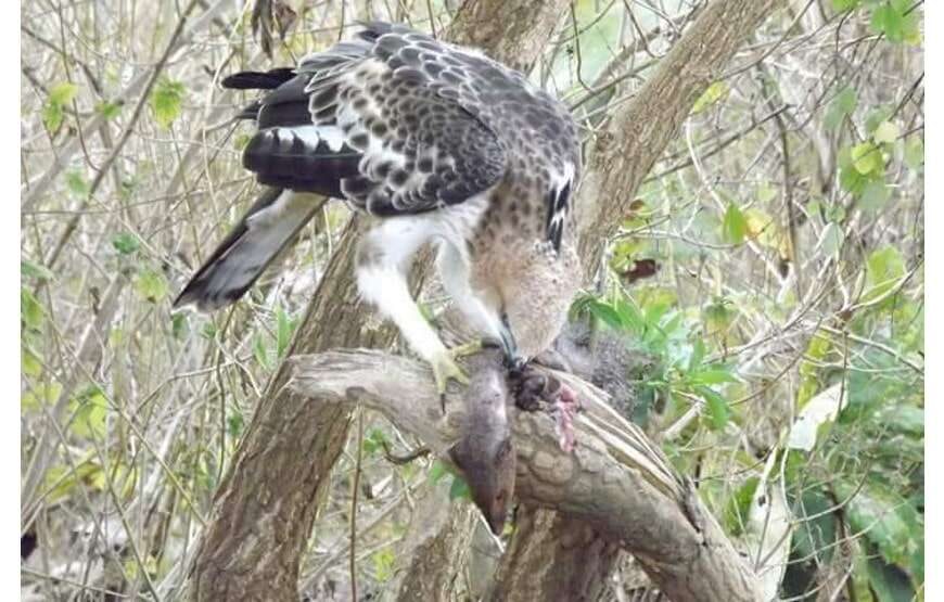 Amazing Safari (Chill House Safari Resort)