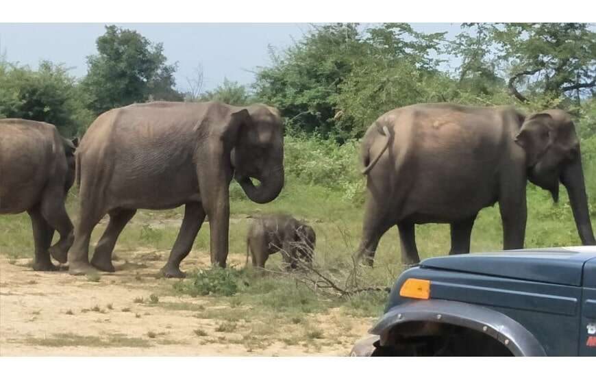 Amazing Safari (Chill House Safari Resort)