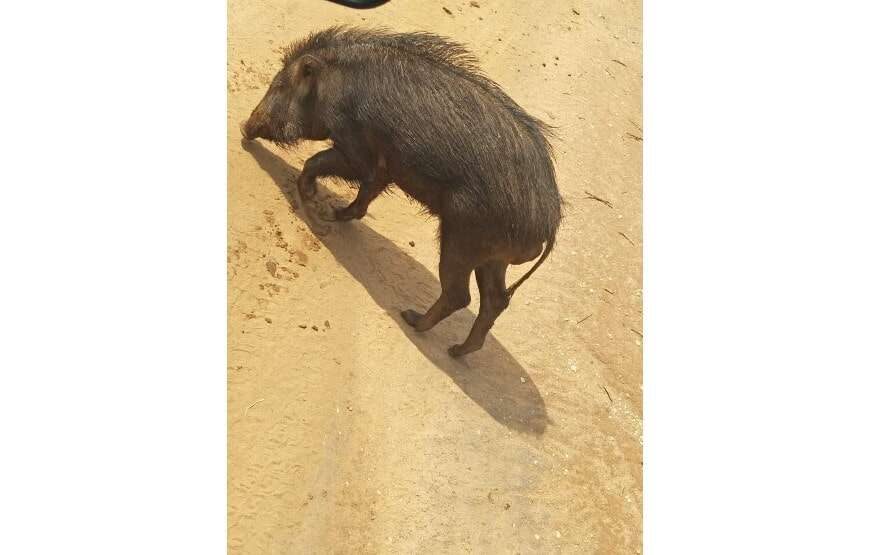 Amazing Safari (Chill House Safari Resort)