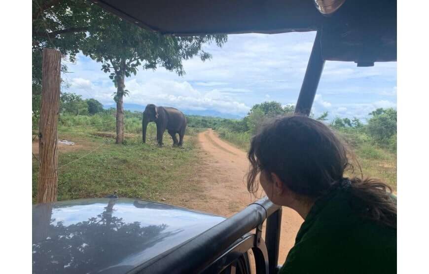 Amazing Safari (Chill House Safari Resort)