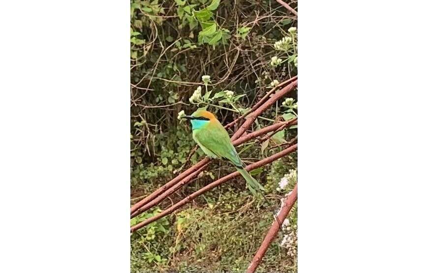 Amazing Safari (Chill House Safari Resort)