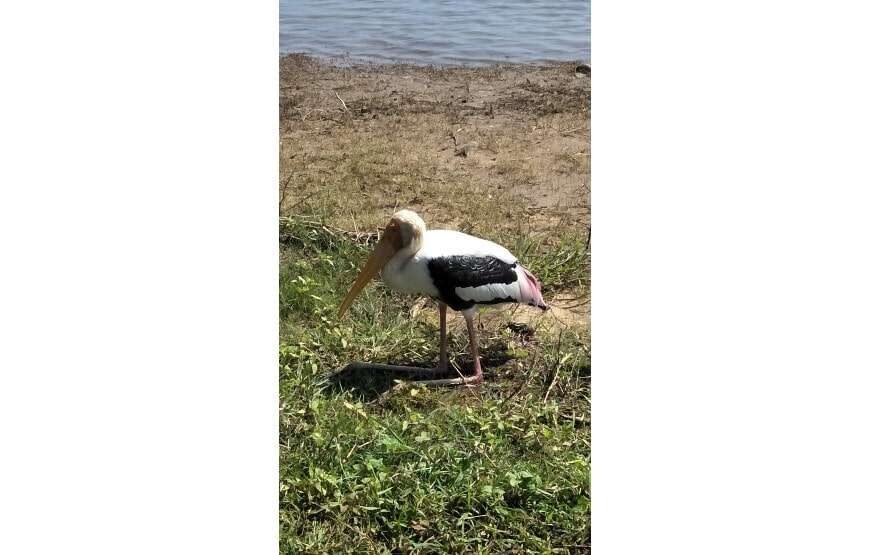 Amazing Safari (Chill House Safari Resort)