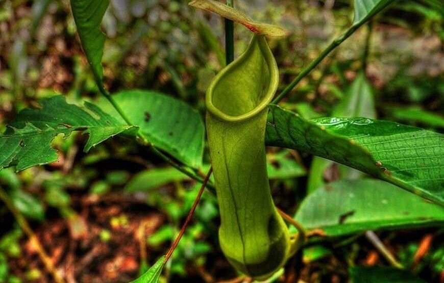 Sri Lanka UNESCO Highlights Tour