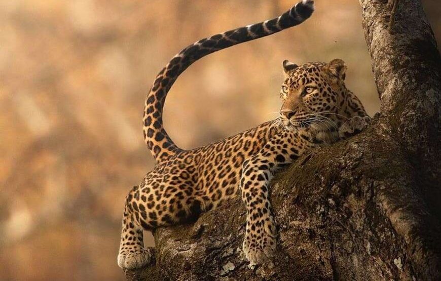 7 Hours Safari Tours – Yala National Park